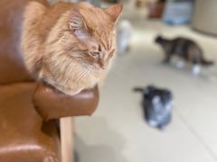 -藏猫猫咖啡主题馆(中央大道店)