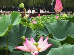 -莲花池公园