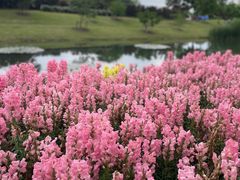 -上海辰山植物园