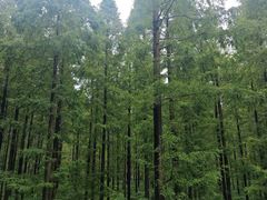 -黄海国家森林公园