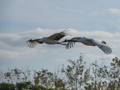-盐城丹顶鹤湿地生态旅游区