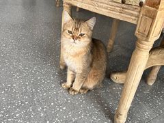 -共舞时光猫咖·狗咖(新街口店)