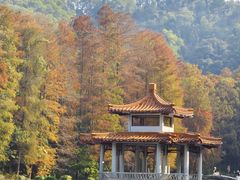 -深圳仙湖植物园