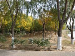 -大兴滨河森林公园