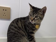 -天使宠物医院·犬猫分诊(彩虹店)