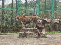 -上海野生动物园老虎餐厅
