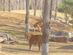 -北京野生动物园