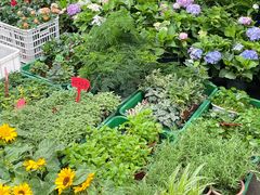 -循礼门鲜花花市(武汉循礼门店)