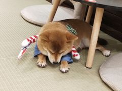 -逗柴咖啡屋·狗咖猫咖宠物桌游