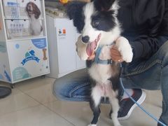 -乐琪宠物医院·犬猫专科·骨外科·急重症