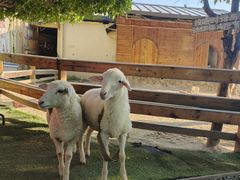 -HERRE·FARM 赫尔露营农场·团建聚会包场