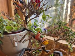 -0907餐厅(核桃园店)