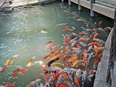 -南宫五洲植物乐园