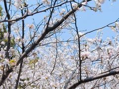 -高东镇樱花园