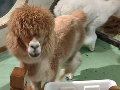 -藦茜花园宠物主题亲子互动体验馆(国顺东路店)