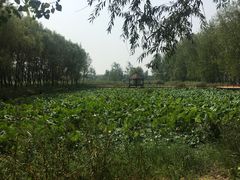 -微山湖红荷湿地景区