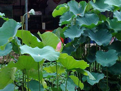 android_upload_pic-荷香居(洞企石路店)