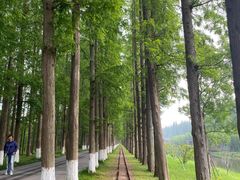 -黄海国家森林公园