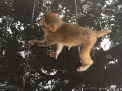 -南湾猴岛+椰田古寨一日游