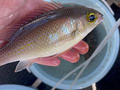 -小猫钓鱼海钓俱乐部(椰梦长廊店)