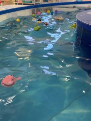 -雏芽婴幼儿游泳·小美医生小儿推拿(西村店)