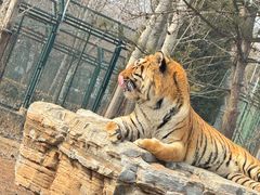 -秦皇岛野生动物园