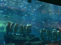 android_upload_pic-迪拜水族馆及水下动物园