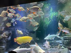 -上海海洋水族馆