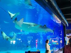 -烟台海昌鲸鲨海洋公园