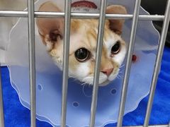 -中农国际动物医院24小时·猫科·骨科·急重症中心