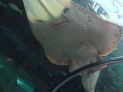 -悉尼海洋生物水族馆