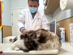 -瑞派长江宠物医院·猫科·外科·24小时夜护(谊城公寓分院)
