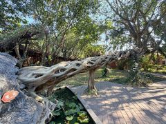 -瑞丽独树成林风景区