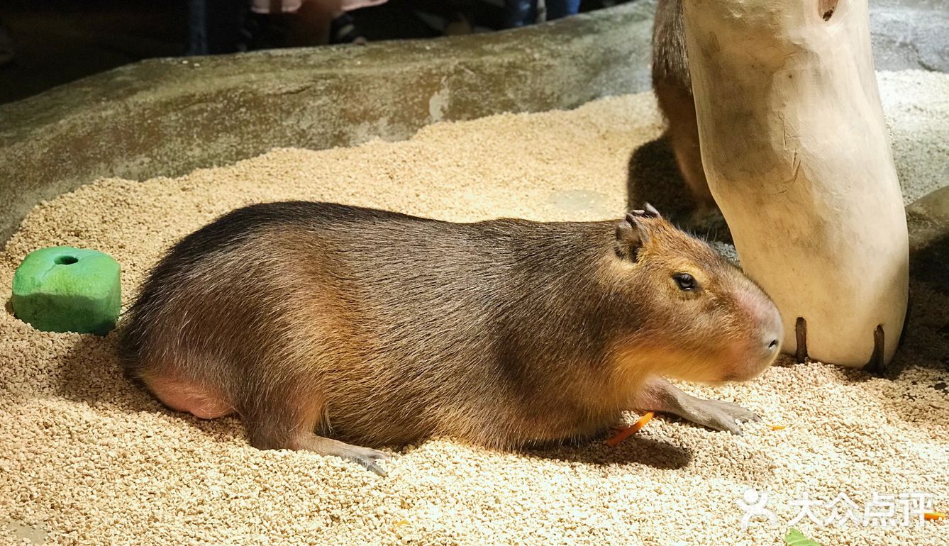 只有企鹅和水母和几个小鱼 海星不能手摸