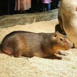 只有企鹅和水母和几个小鱼 海星不能手摸