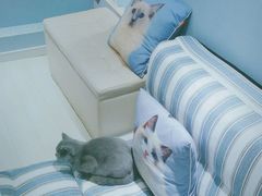 -喵的天空名猫咖啡馆·撸猫·猫舍·用品