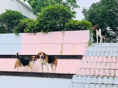 -汪说喵讲宠物乐园宠物酒店(红星美凯龙店)