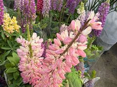 -龙大花卉苗木市场