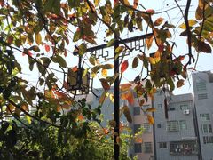 -小洲村