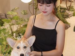 -帕帕拉兹宠物(亚洲旗舰店)