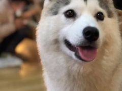 -Husky Go! 哈士奇体验馆·宠物咖啡厅狗咖