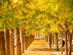 -龙口南山旅游景区