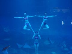 -烟台海昌鲸鲨海洋公园