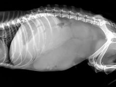 -纳吉亚猫专科动物诊疗中心(蒋宅口分院)