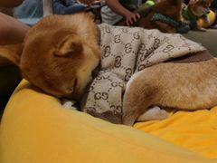 -逗柴咖啡屋·狗咖猫咖宠物桌游