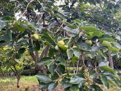 -上海市保健医疗中心