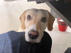 -肖肖酸萝卜鱼火锅(总店)