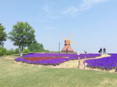 -杭州湾海上花田景区