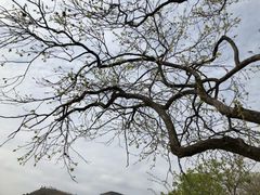 -沂蒙山旅游区龟蒙景区