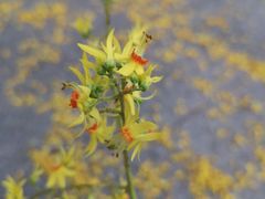 -米纸越南小馆(金鹰世界店)